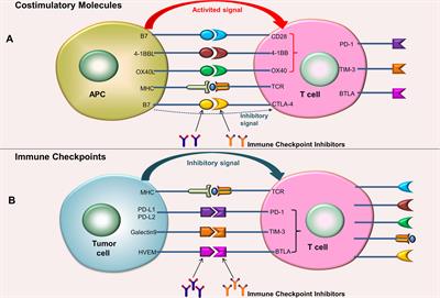 Application of Immunotherapy in Hepatocellular Carcinoma